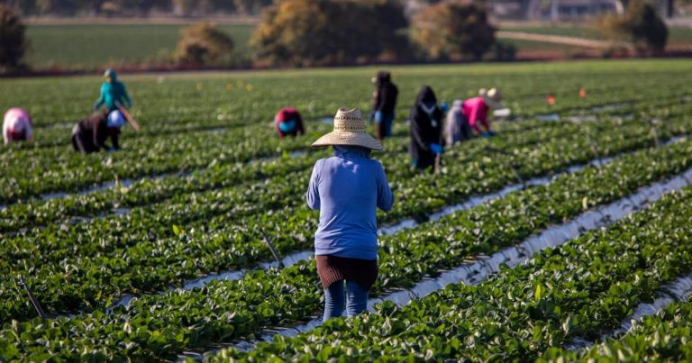 The Legal Rights of Agricultural Workers in California