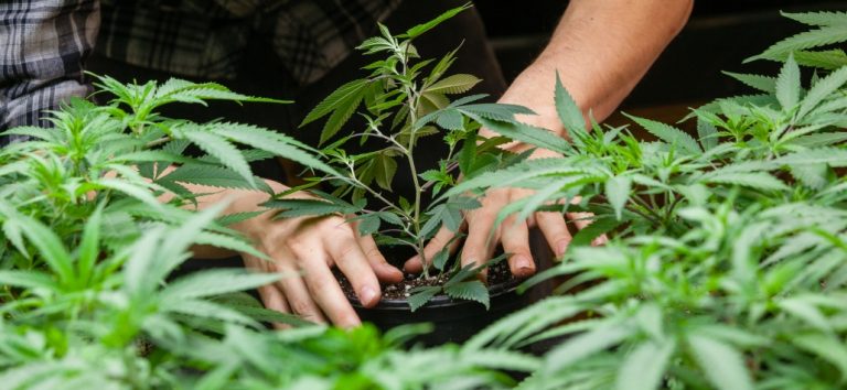 Marijuana-related Arrests Down 56 Percent After Prop 64